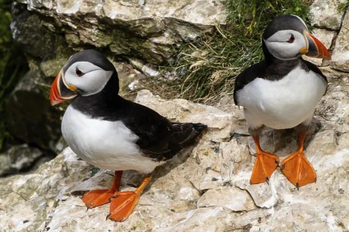 Framed Print : A close-up view of North Atlantic Puffins in their nesting grounds at Bemtpon Cliffs Nature Reserve in Yorkshire Framed Print : A close-up view of North Atlantic Puffins in their nesting grounds at Bemtpon Cliffs Nature Reserve in Yorkshire