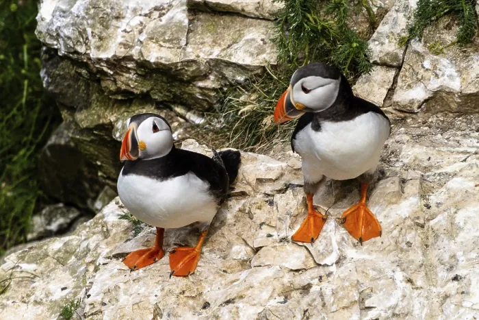 Framed Print : A close-up view of North Atlantic Puffins in their nesting grounds at Bemtpon Cliffs Nature Reserve in Yorkshire