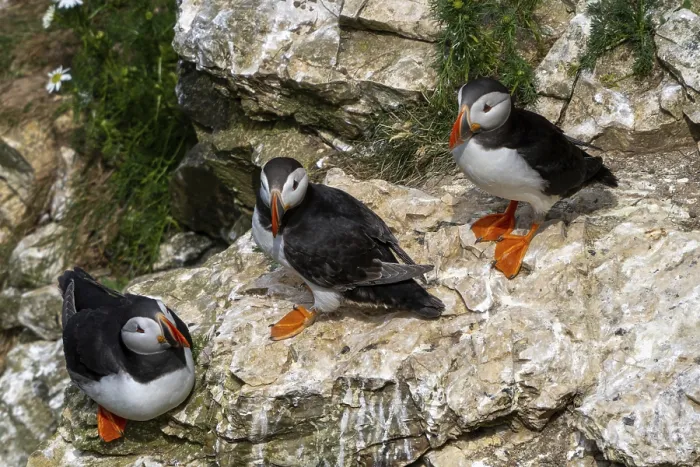 Framed Print : A close-up view of North Atlantic Puffins in their nesting grounds at Bemtpon Cliffs Nature Reserve in Yorkshire
