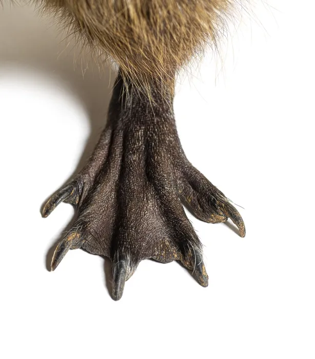 Framed Print : Close-up of the webbed feet of a Nutria or Coypu Framed Print : Close-up of the webbed feet of a Nutria or Coypu