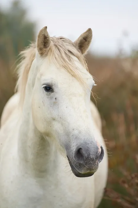 Framed Print : Close-up of a white Camargue horse with light-coloured mane and gentle expression Framed Print : Close-up of a white Camargue horse with light-coloured mane and gentle expression