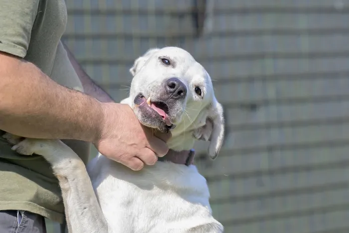 Framed Print : Close-up of a white dog being petted by a person