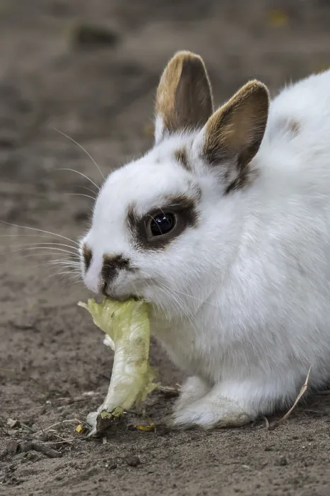 Framed Print : Close-up of white domestic dwarf rabbit Framed Print : Close-up of white domestic dwarf rabbit