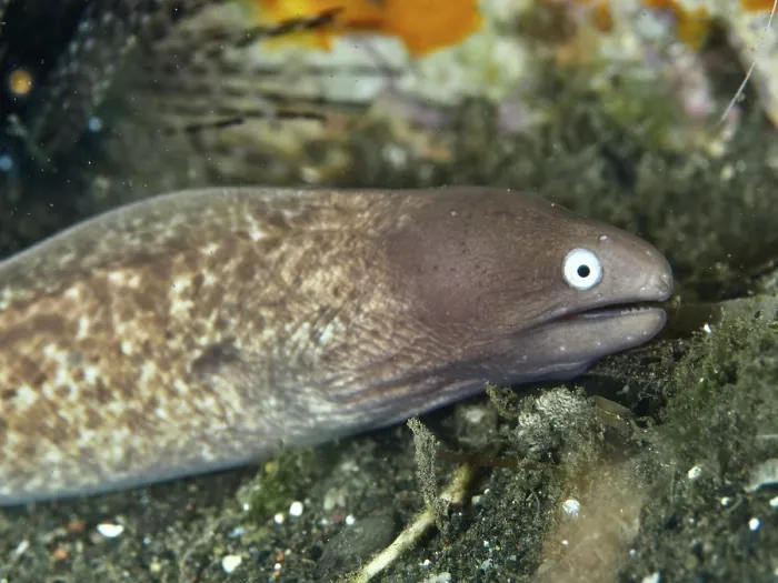 Framed Print : Close-up of white-eyed moray eel (Gymnothorax thyrsoideus) Framed Print : Close-up of white-eyed moray eel (Gymnothorax thyrsoideus)