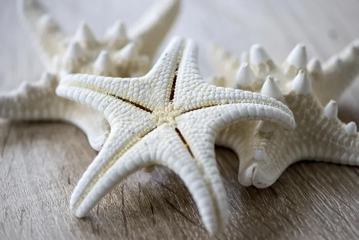 Framed Print : Close-up of a white starfish on a wooden table Framed Print : Close-up of a white starfish on a wooden table