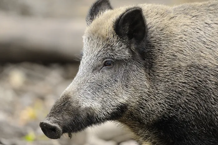 Framed Print : Close-up of a wild boar showing its distinctive facial features