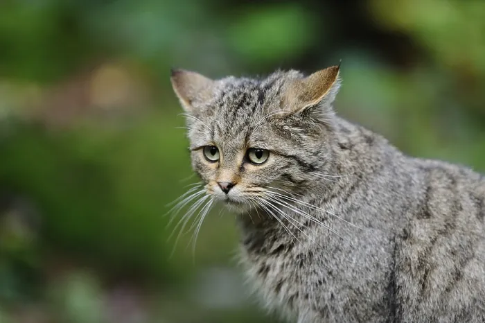 Framed Print : Close-up of a wildcat with green Framed Print : Close-up of a wildcat with green