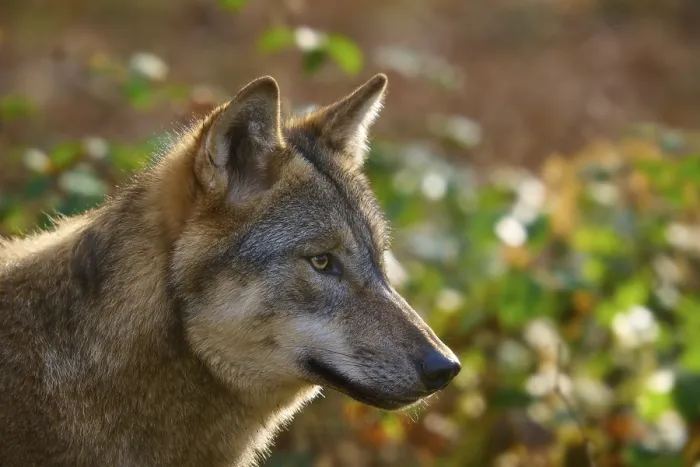 Framed Print : Close-up of a wolf with autumnal background Framed Print : Close-up of a wolf with autumnal background
