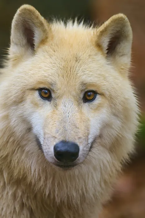 Framed Print : Close-up of a wolf face with penetrating eyes and soft fur