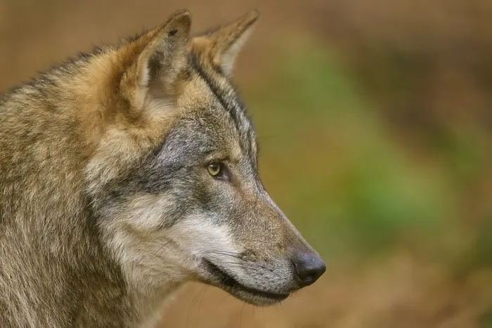 Framed Print : Close-up of a wolf profile looking intently into the distance