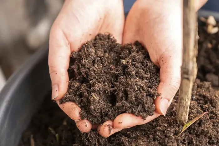 Framed Print : Close-up woman holding natural bio plant soil in her two hands