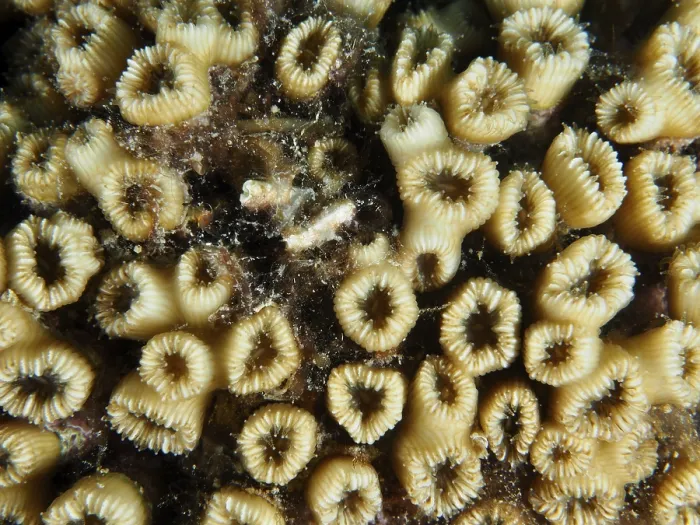 Framed Print : Close-up of yellow grass coral (Cladocora caespitosa) with ring-shaped structures and small algae Framed Print : Close-up of yellow grass coral (Cladocora caespitosa) with ring-shaped structures and small algae