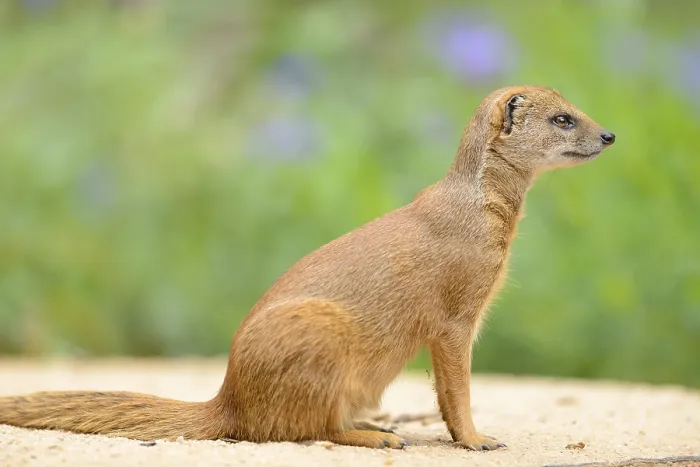 Framed Print : Close-up of a yellow mongoose (Cynictis penicillata) in spring