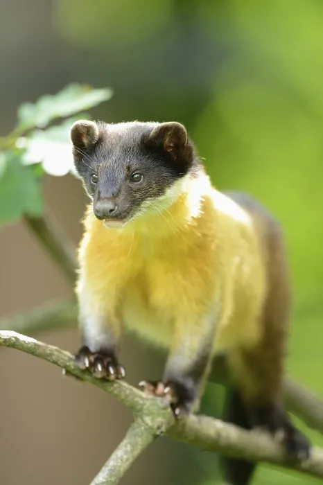 Framed Print : Close-up of a yellow-throated marten (Martes flavigula) in a forest