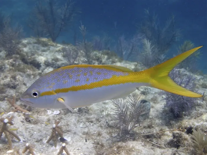 Framed Print : Close-up of yellowtail snapper (Ocyurus chrysurus)