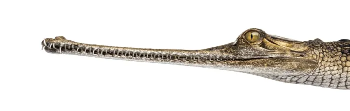 Framed Print : Close-up on a Young Fish-eating crocodile