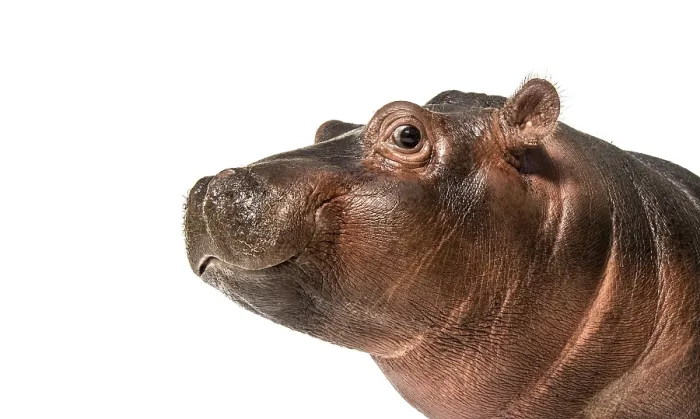 Framed Print : Close-up of a Young Hippo head Framed Print : Close-up of a Young Hippo head