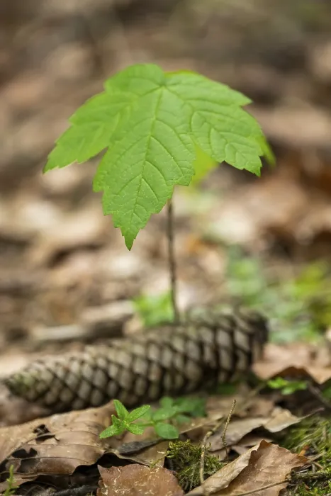 Framed Print : Close-up of a young Norway maple (Acer platanoides) tree in a forest in spring Framed Print : Close-up of a young Norway maple (Acer platanoides) tree in a forest in spring