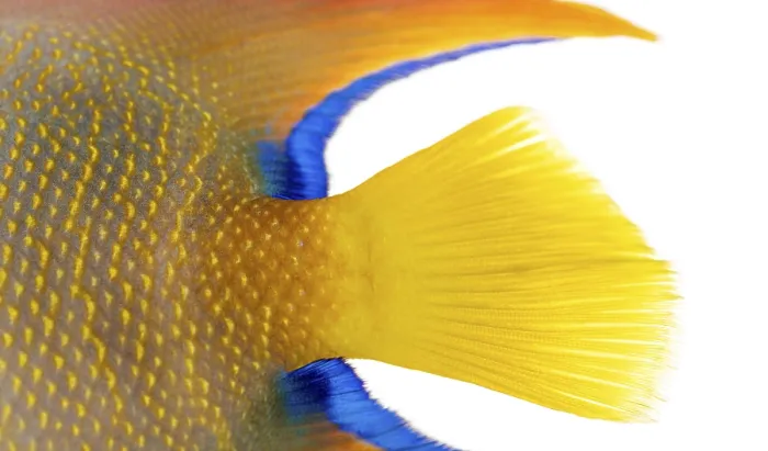 Framed Print : Close up of the vibrant fins and tail of a sub adult queen angelfish