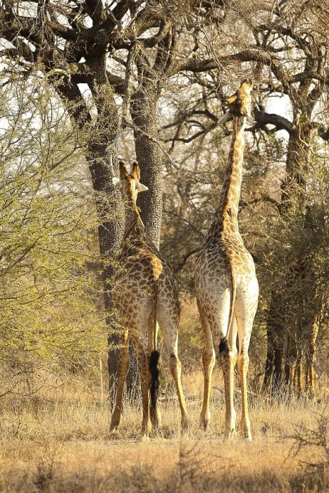 Framed Print : Close up view of African Giraffe browsing on a tree in a South African wildlife reserve