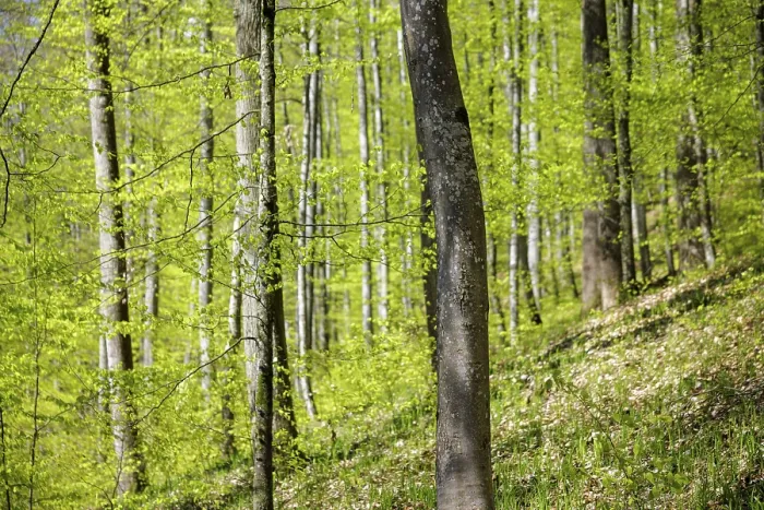 Framed Print : Close view of trees in forest with fresh green leaves in sunlight Framed Print : Close view of trees in forest with fresh green leaves in sunlight