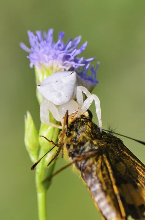 Framed Print : Close up white Crab Spider with captured butterfly on flower of the grass Framed Print : Close up white Crab Spider with captured butterfly on flower of the grass