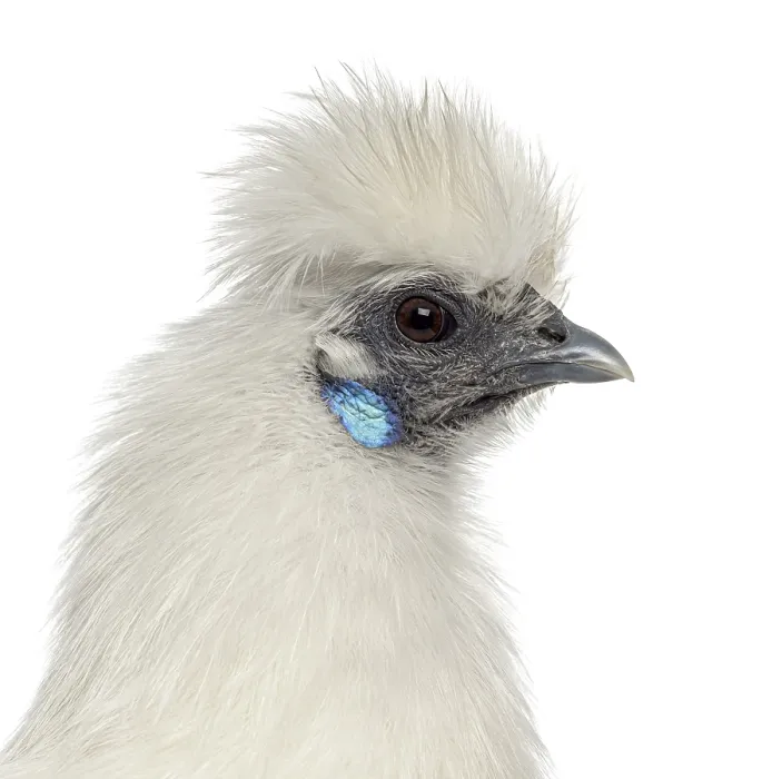 Framed Print : Close up of a White Silkie Hen isolated on white