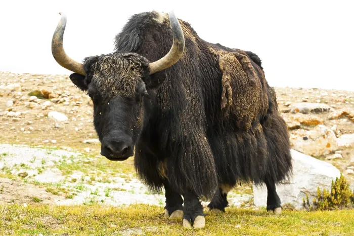 Framed Print : Close up wild yak in Himalaya mountains