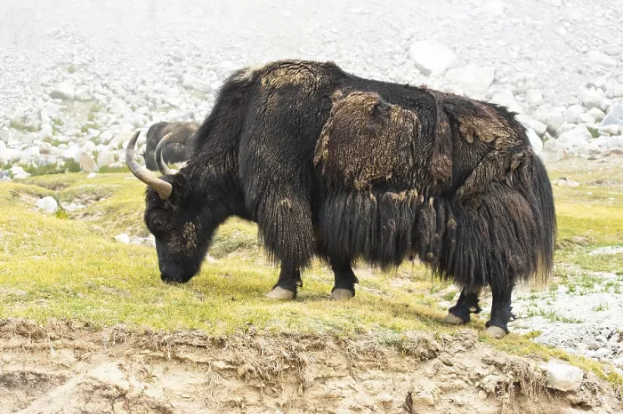 Framed Print : Close up wild yak in Himalaya mountains