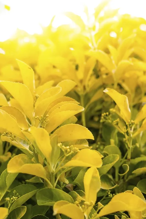 Framed Print : Close up of yellow garden leaves Framed Print : Close up of yellow garden leaves