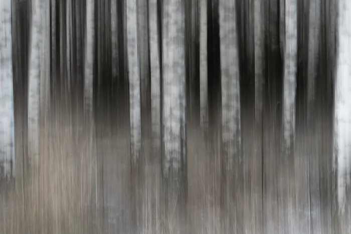 Framed Print : Closely standing, white-black logs Framed Print : Closely standing, white-black logs