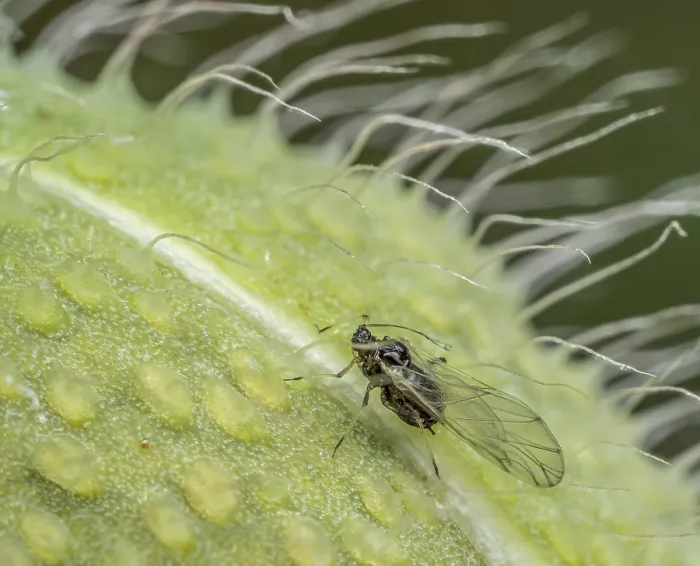 Framed Print : Closeup of aphid scavenging on ripening poppy head