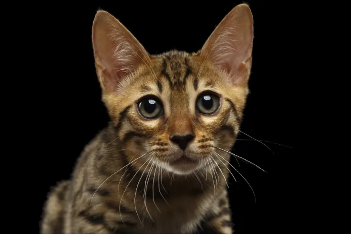 Framed Print : Closeup Bengal Kitty Looking in Camera on Black Background