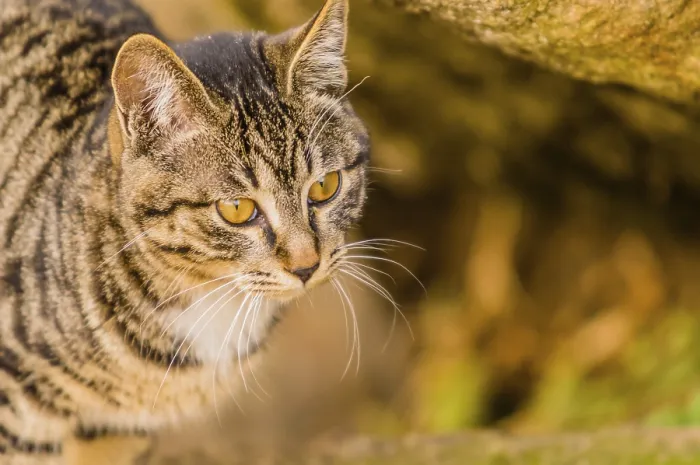 Framed Print : Closeup of a black and white tabby cat with a soft blurred background Framed Print : Closeup of a black and white tabby cat with a soft blurred background