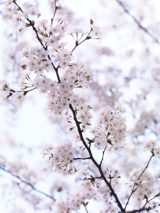Framed Print : Closeup of cherry blossoms, blooming Japanese cherry tree flowers artistic background