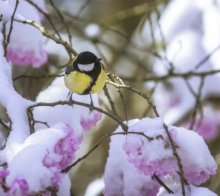 Framed Print : Closeup of a great tit on a tree with snow covered pink cherry blossoms