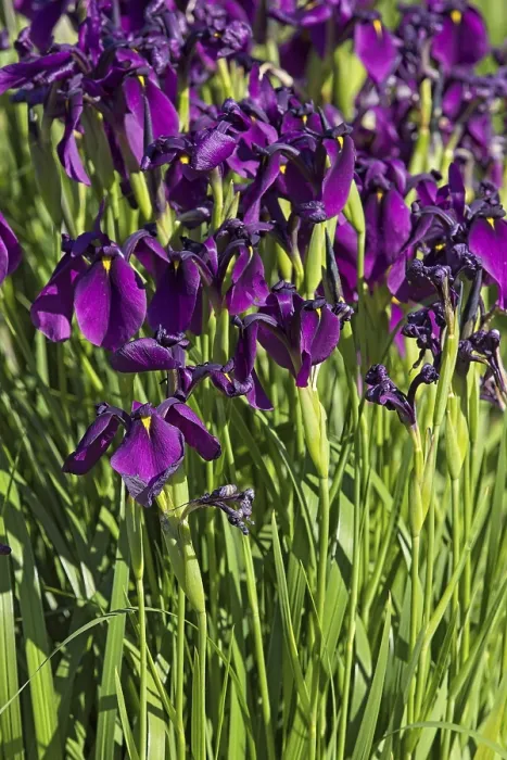 Framed Print : Closeup of iris ensata also known as Japanese iris are among the most elegant and breathtaking irises