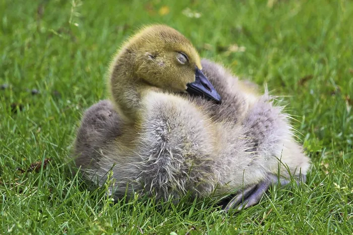 Framed Print : Closeup of a juvenile Canada Goose sleeping