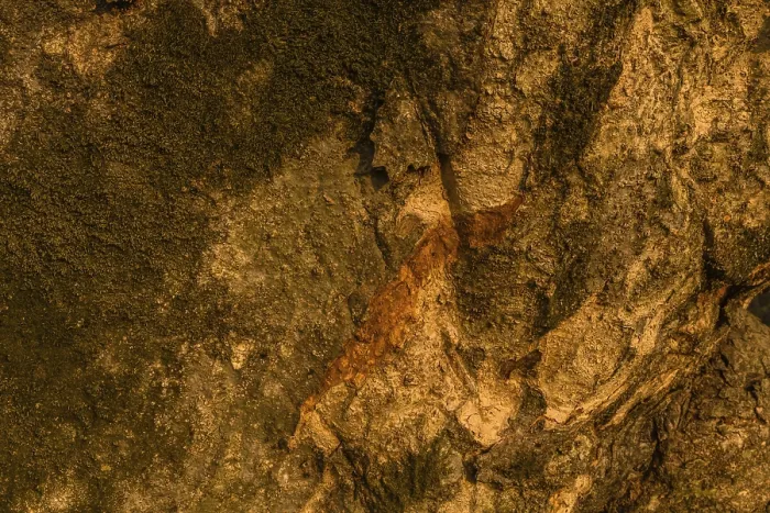 Framed Print : Closeup of the side of large 630 year old tree in South Korea