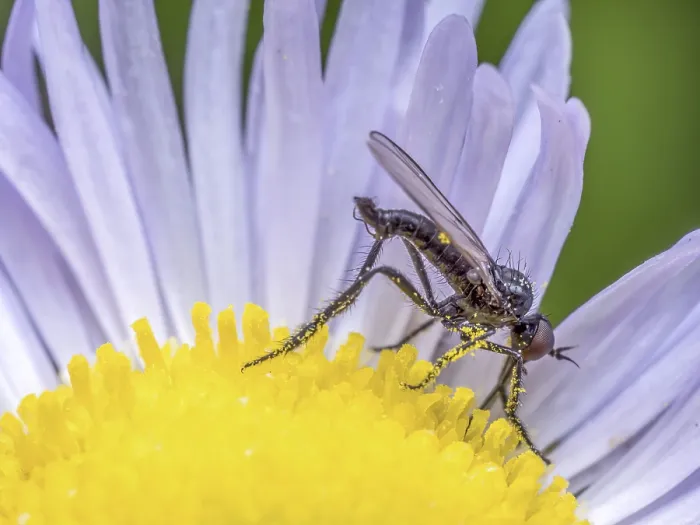 Framed Print : Closeup of rhamphomyia fly pollinating wild flower Framed Print : Closeup of rhamphomyia fly pollinating wild flower