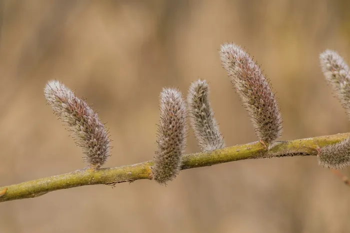 Framed Print : Closeup of rose-gold Pussy Willow (Salix gracilistyla) seedpod on a branch