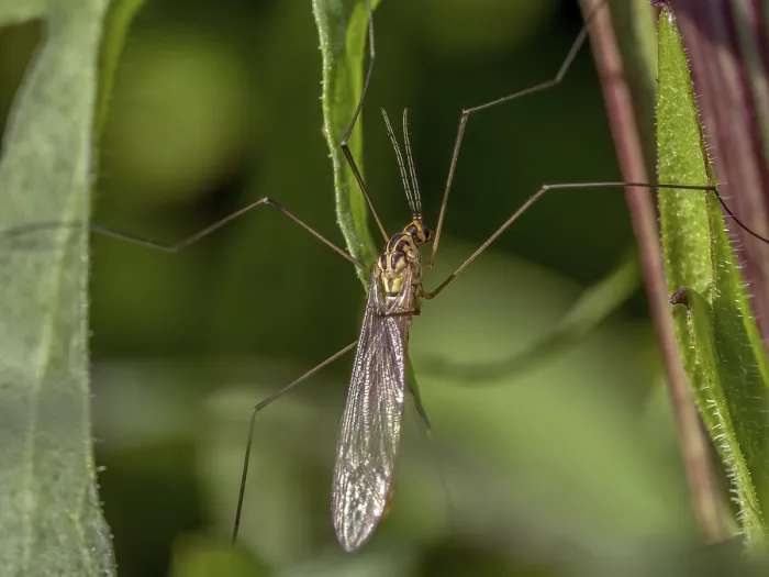 Framed Print : Closeup shot of Crane fly staying on a garden plant Framed Print : Closeup shot of Crane fly staying on a garden plant