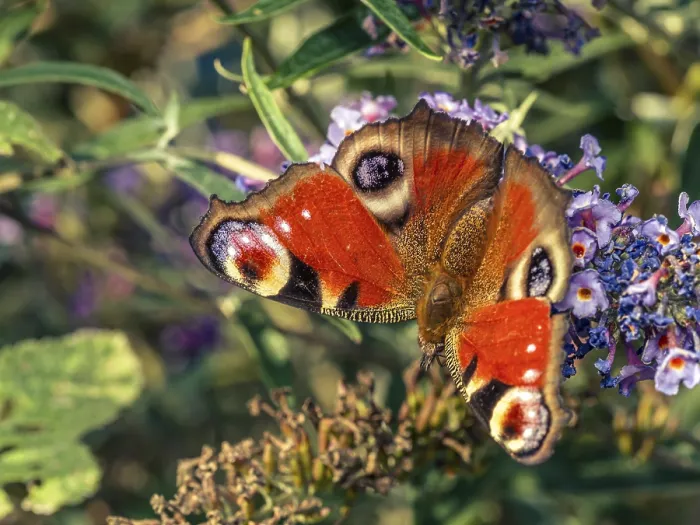 Framed Print : Closeup shot of European Peacock Butterfly resting on buddleia flower