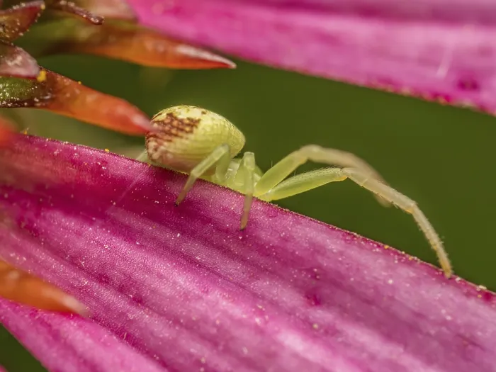 Framed Print : Closeup shot of Green Grass Crab Spider hunting on echinacea flower