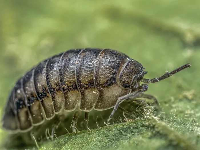 Framed Print : Closeup shot of Nosy Pill Woodlouse bug on green leaf