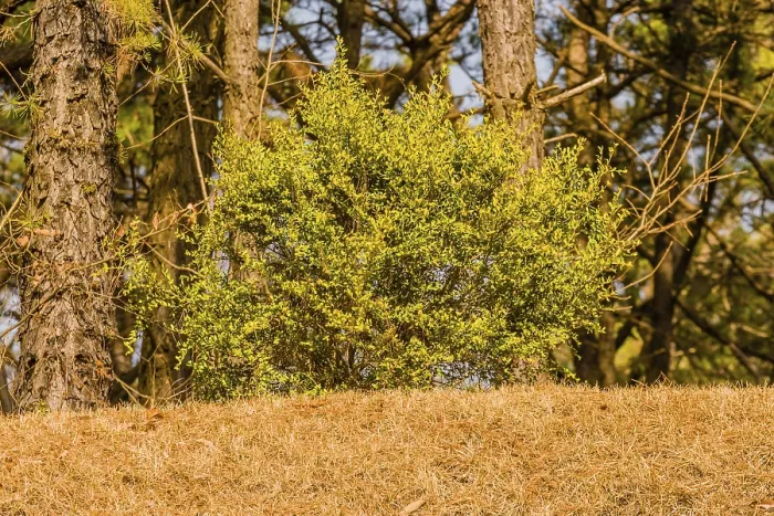 Framed Print : Closeup of small bush with beautiful green leave on top of hill in front of evergreen tree on a sunny morning Framed Print : Closeup of small bush with beautiful green leave on top of hill in front of evergreen tree on a sunny morning