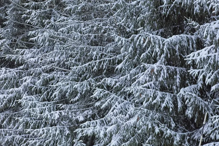 Framed Print : Closeup of snow covered fir tree branches in winter