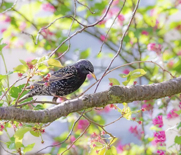 Framed Print : Closeup of Starling bird sitting on a tree branch
