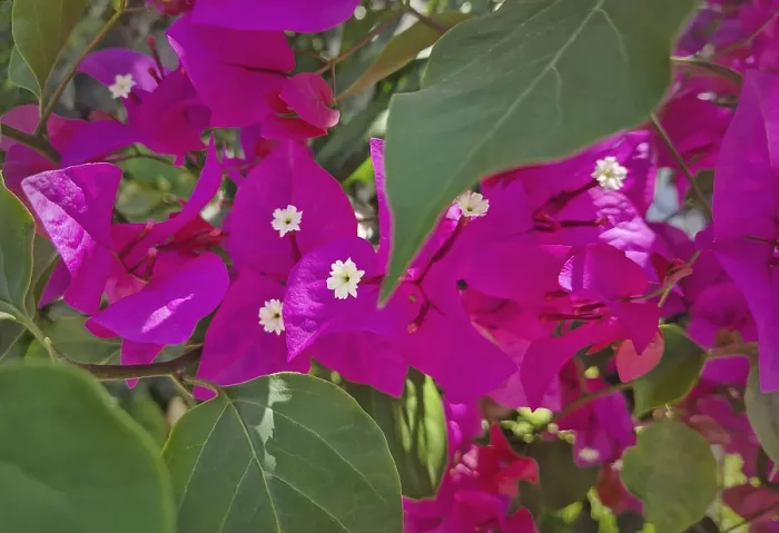 Framed Print : Closeup vibrant magenta bougainvillea flowers with small white centers Framed Print : Closeup vibrant magenta bougainvillea flowers with small white centers