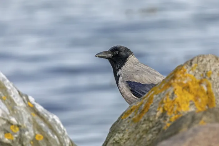 Framed Print : A cloud crow (Corvus cornix) searches for food on the Baltic Sea beach